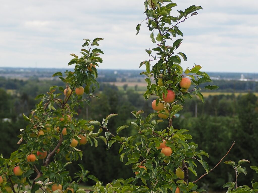 The Best Varieties of Apricots Trees to Grow
