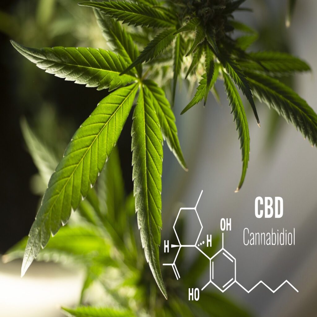 What Does CBN Do and How Is It Different From CBD? A Guide