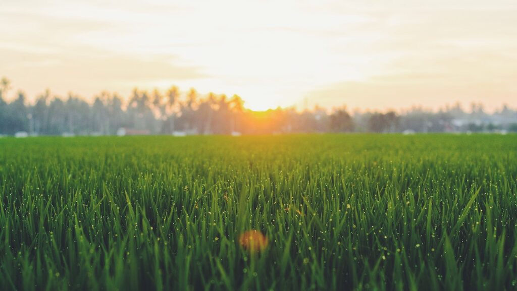 7 Tips for Choosing Quality Lawn Fertilizer
