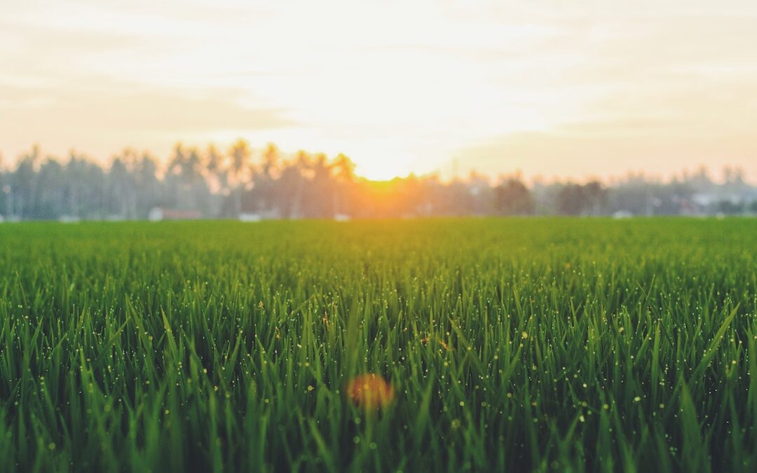 7 Tips for Choosing Quality Lawn Fertilizer
