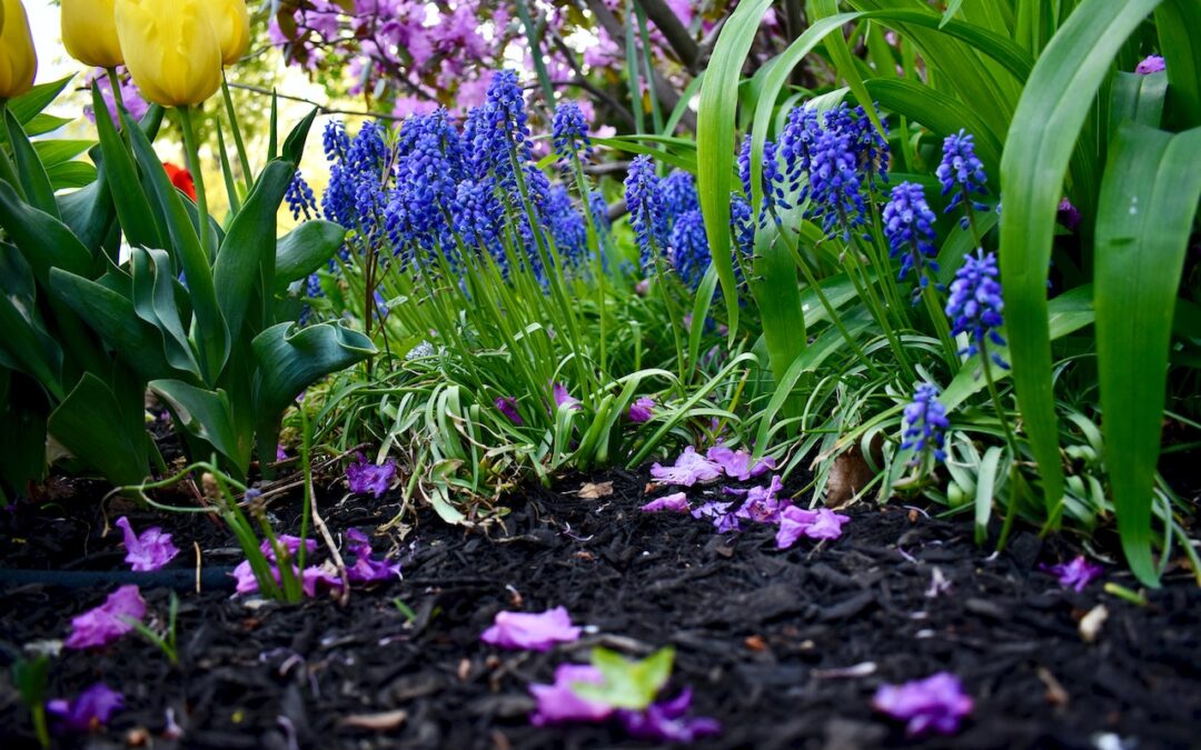 What’s the Best Way to Lay Mulch? A Guide