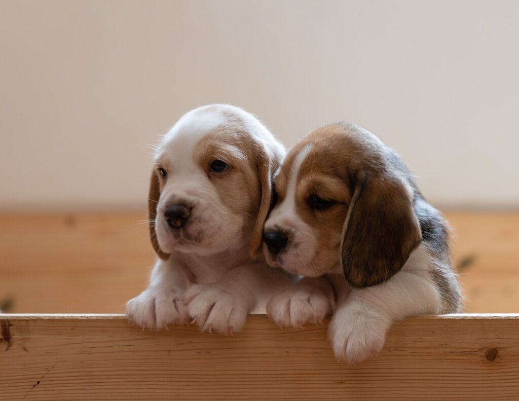 The Ultimate Beagle Puppies Guide