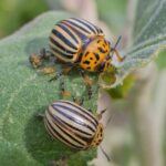 How to Protect Your Trees from Pests