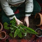 How to Replant After Removing a Tree